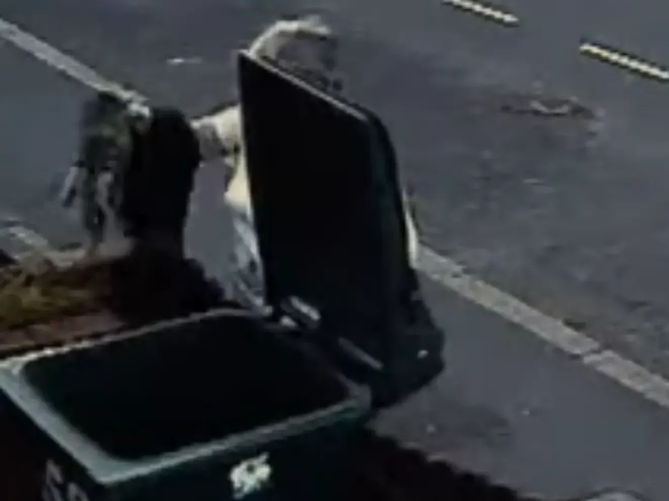 Cat rescued from bin after viral incident that destroyed owner's career