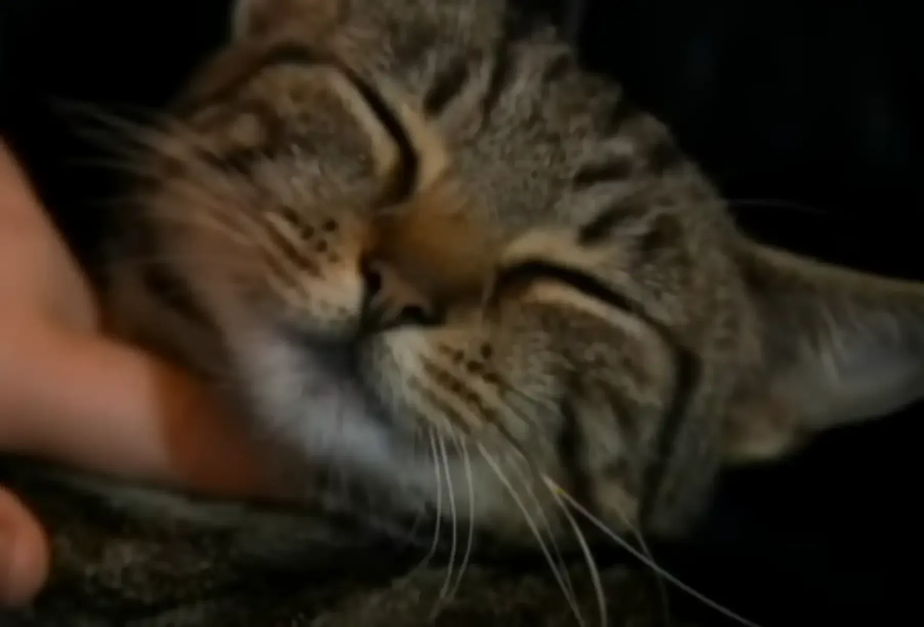 Lola the cat whose bin footage went viral, affecting local community