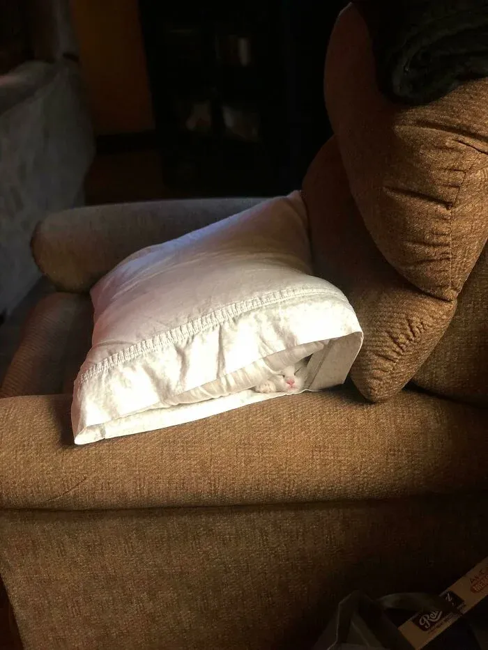 Cat hiding inside a pillow on a brown chair in an extraordinary detail