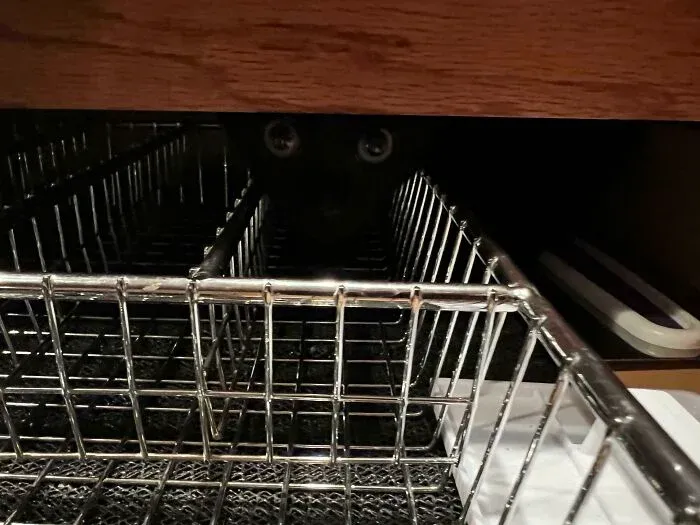 Black cat