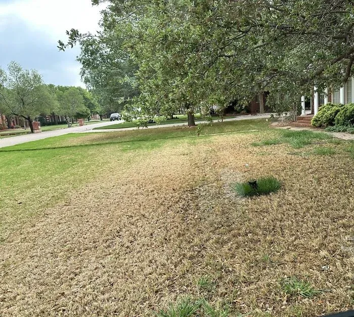 Black cat camouflaged in dry patch of lawn under tree
