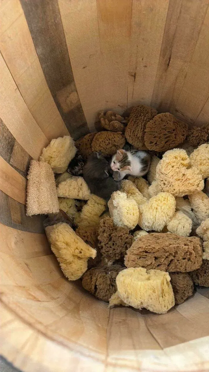 Kittens hidden inside a basket filled with natural sea sponges